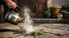 熱湯除草は効く？ 庭や玄関まわりの雑草対策で失敗しない使い方